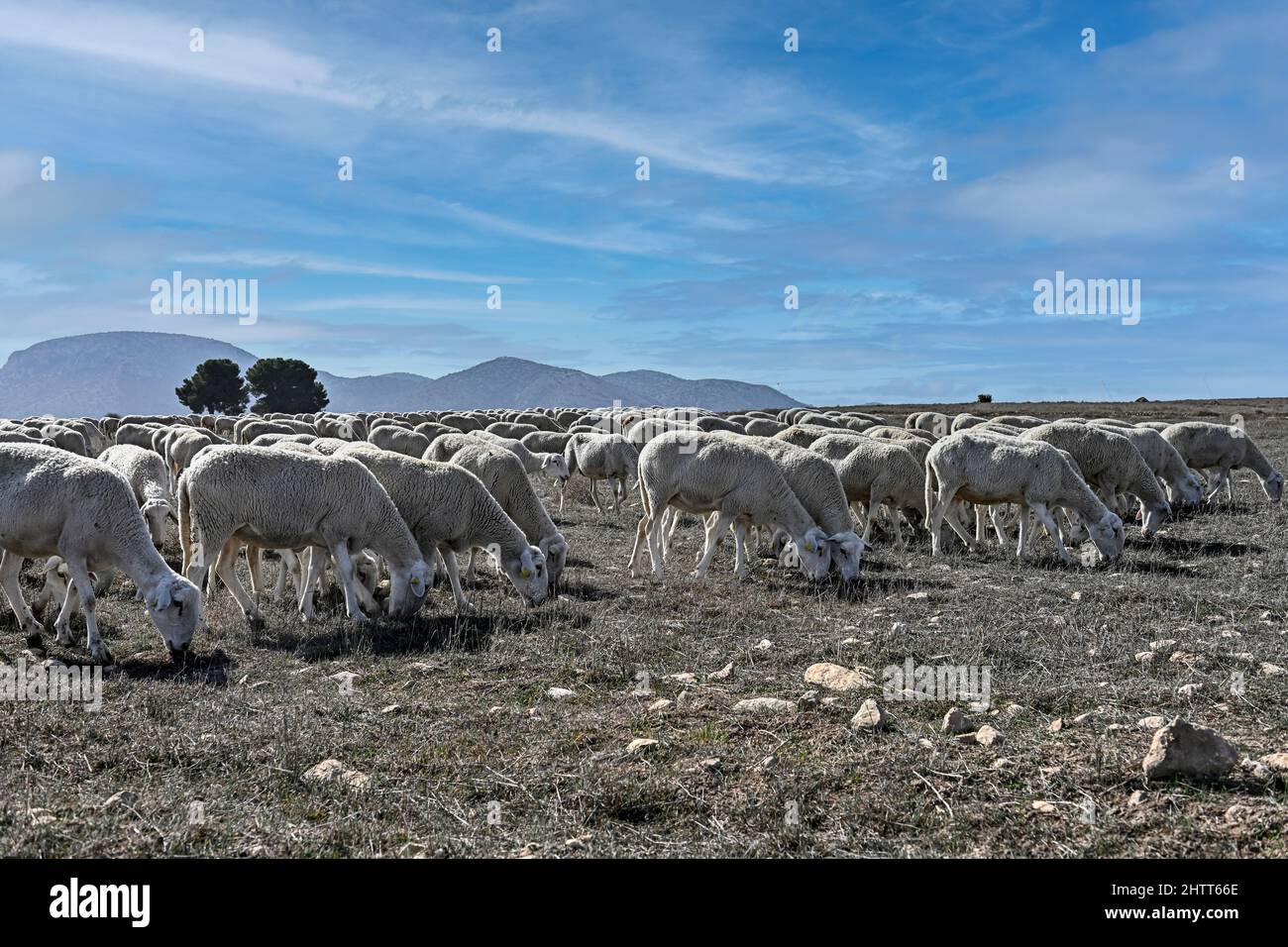 Ovis orientalis aries - das Schaf ist ein häusliches hufed vierbeinigen Säugetier. Schafherde. Stockfoto