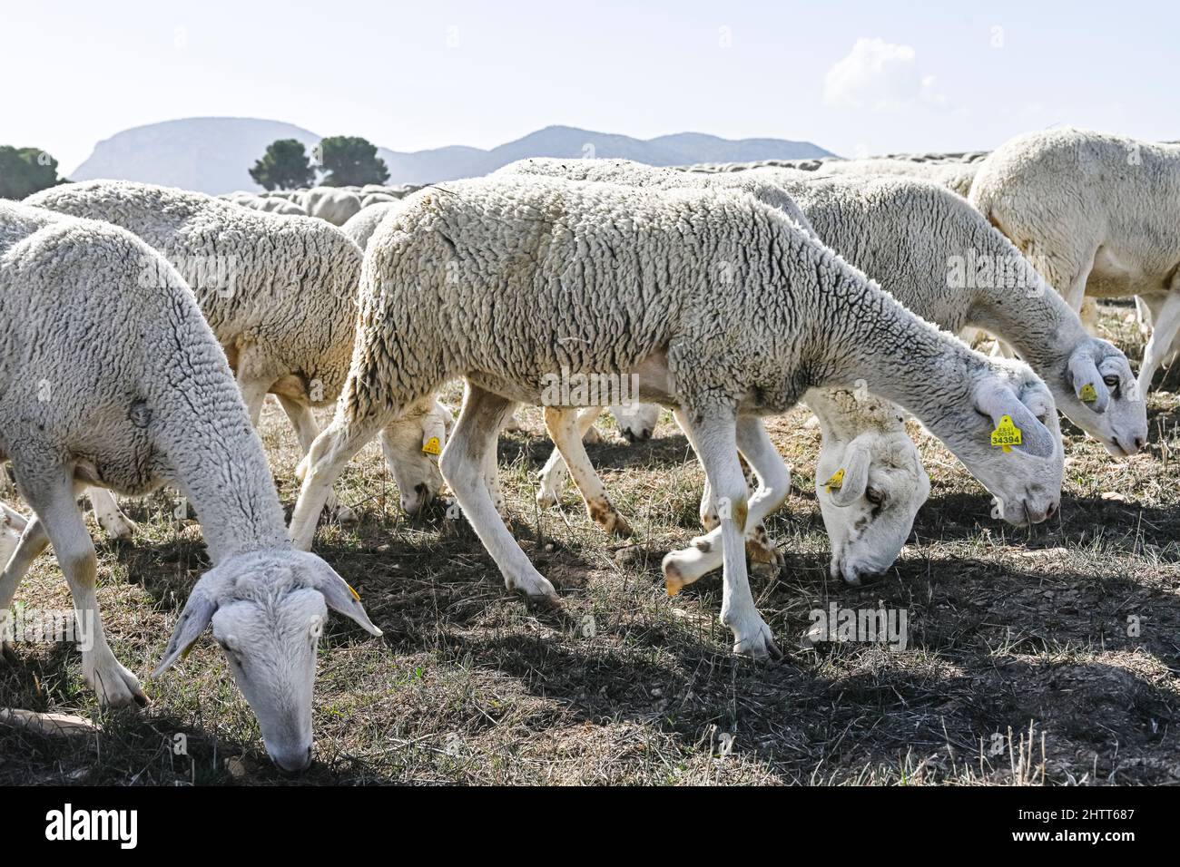 Ovis orientalis aries - das Schaf ist ein häusliches hufed vierbeinigen Säugetier. Schafherde. Stockfoto