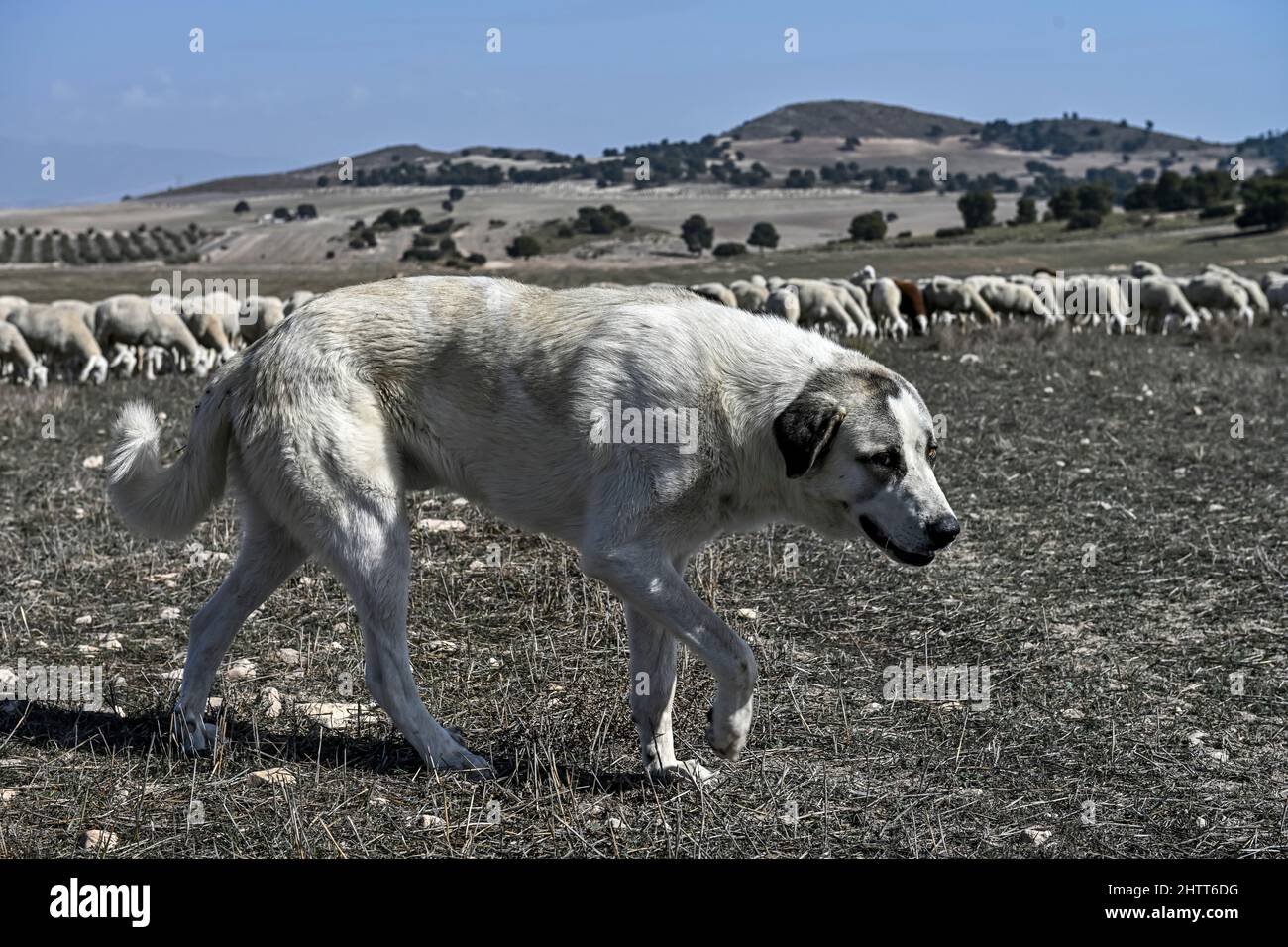 Ovis orientalis aries - das Schaf ist ein häusliches hufed vierbeinigen Säugetier. Schafherde. Stockfoto