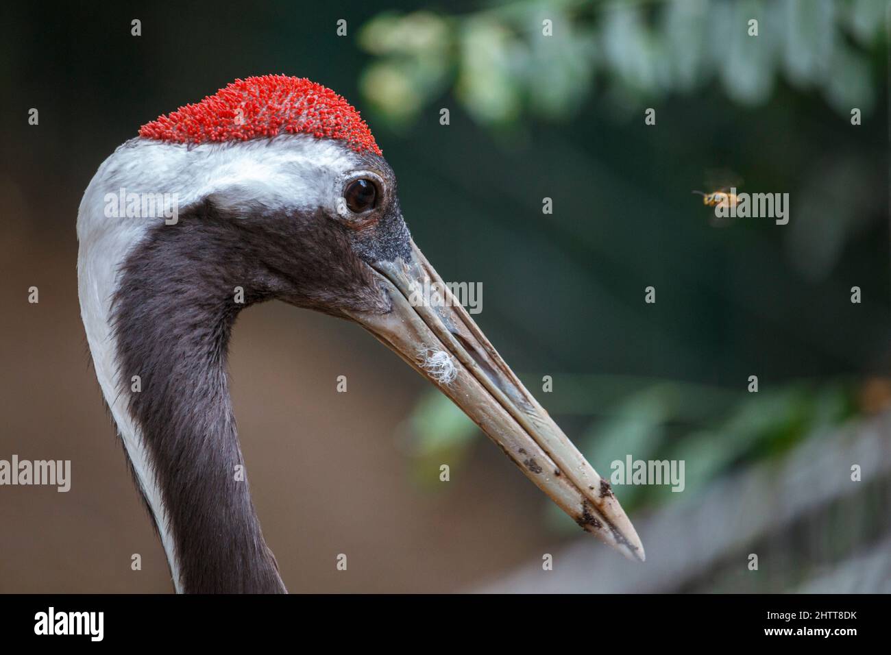 Eine kleine fliegende Biene mit einem großen Vogel Stockfoto