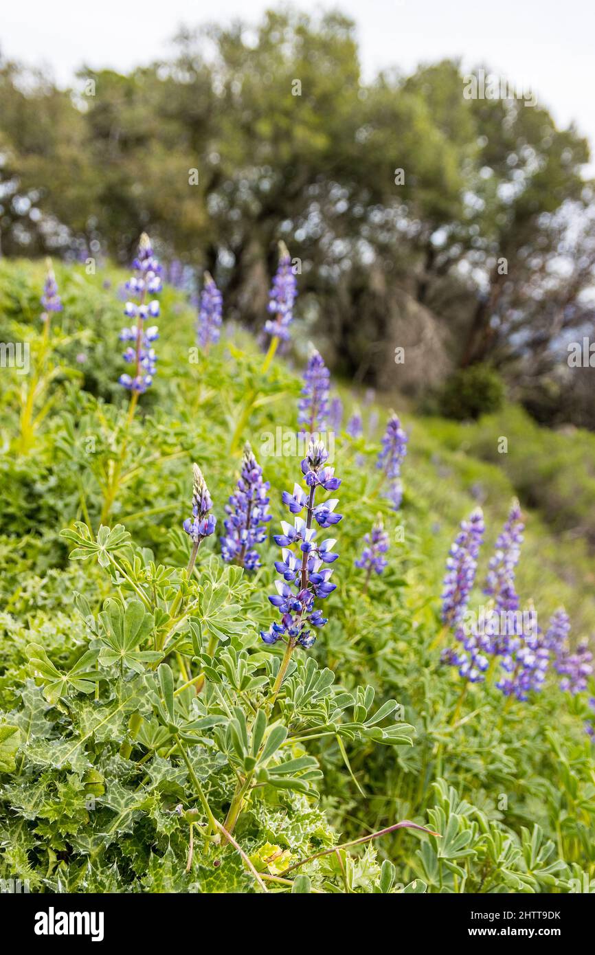 Lupine blüht am Highway 128 im Napa County California USA Stockfoto Lupine blüht am Highway 128 im Napa County California USA Stockfoto