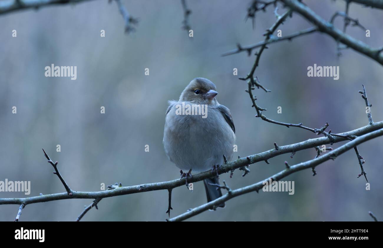 Der gewöhnliche Buchfink auf einem Ast auf dem Berg Ulia. Stockfoto
