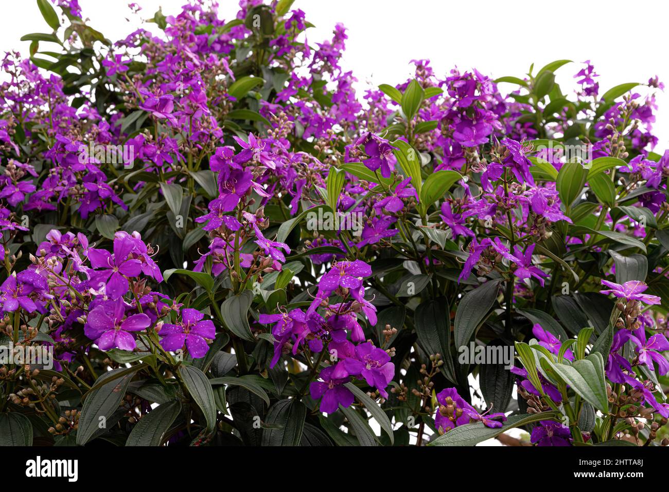 Glory Bush Baum der Art Pleroma granulosum Stockfoto