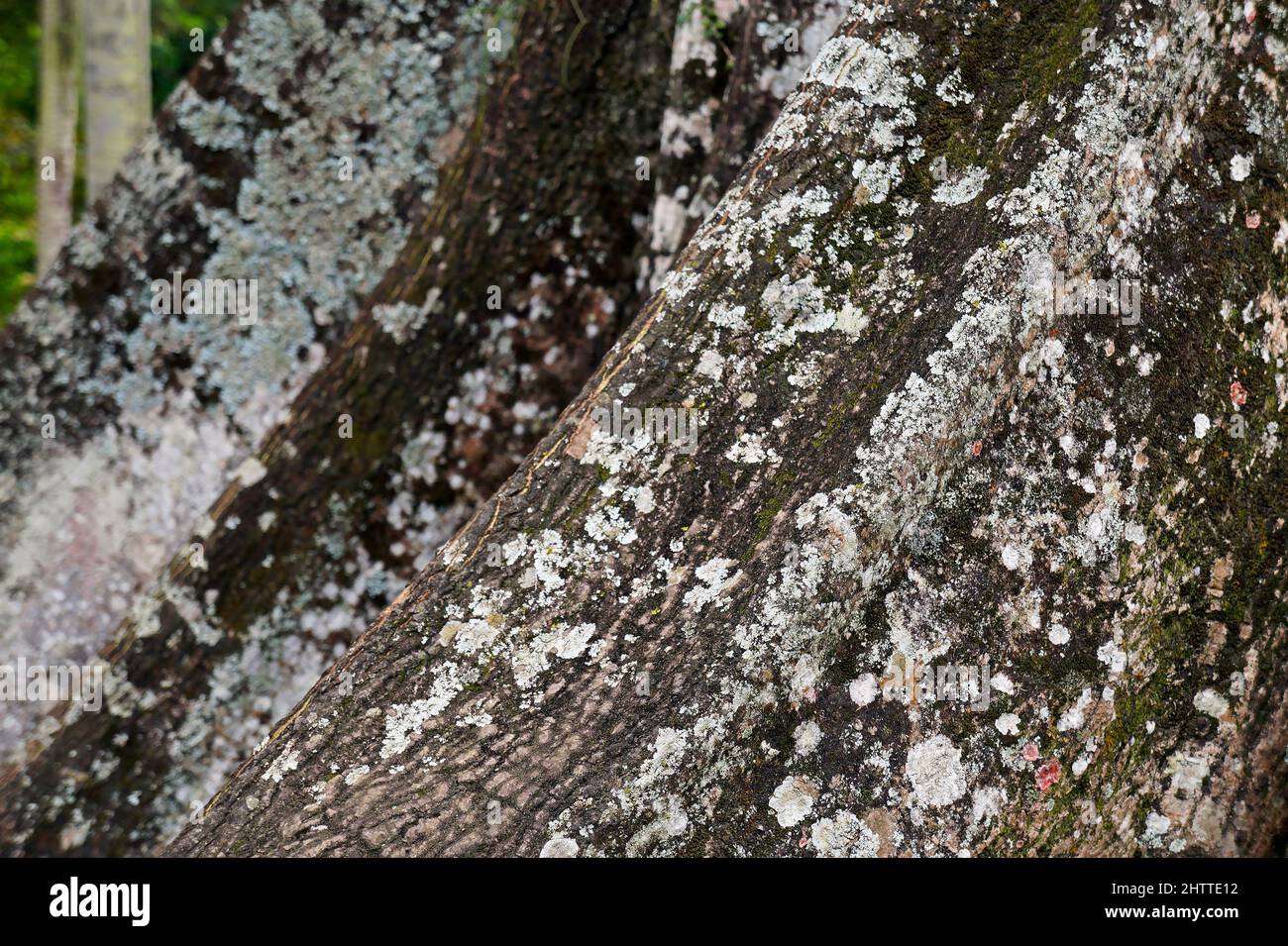 Kapok-Baum, Sumauma-Baum oder Seide-Baumwolle Baumwurzeln (Ceiba pentandra) Stockfoto