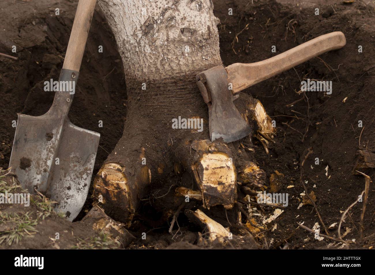 Entwurzelung und Entfernung von Bäumen. Unterminierte Walnussbaum mit gehackten Wurzeln in einem Loch mit einer Axt und einer Schaufel. Nahaufnahme Stockfoto