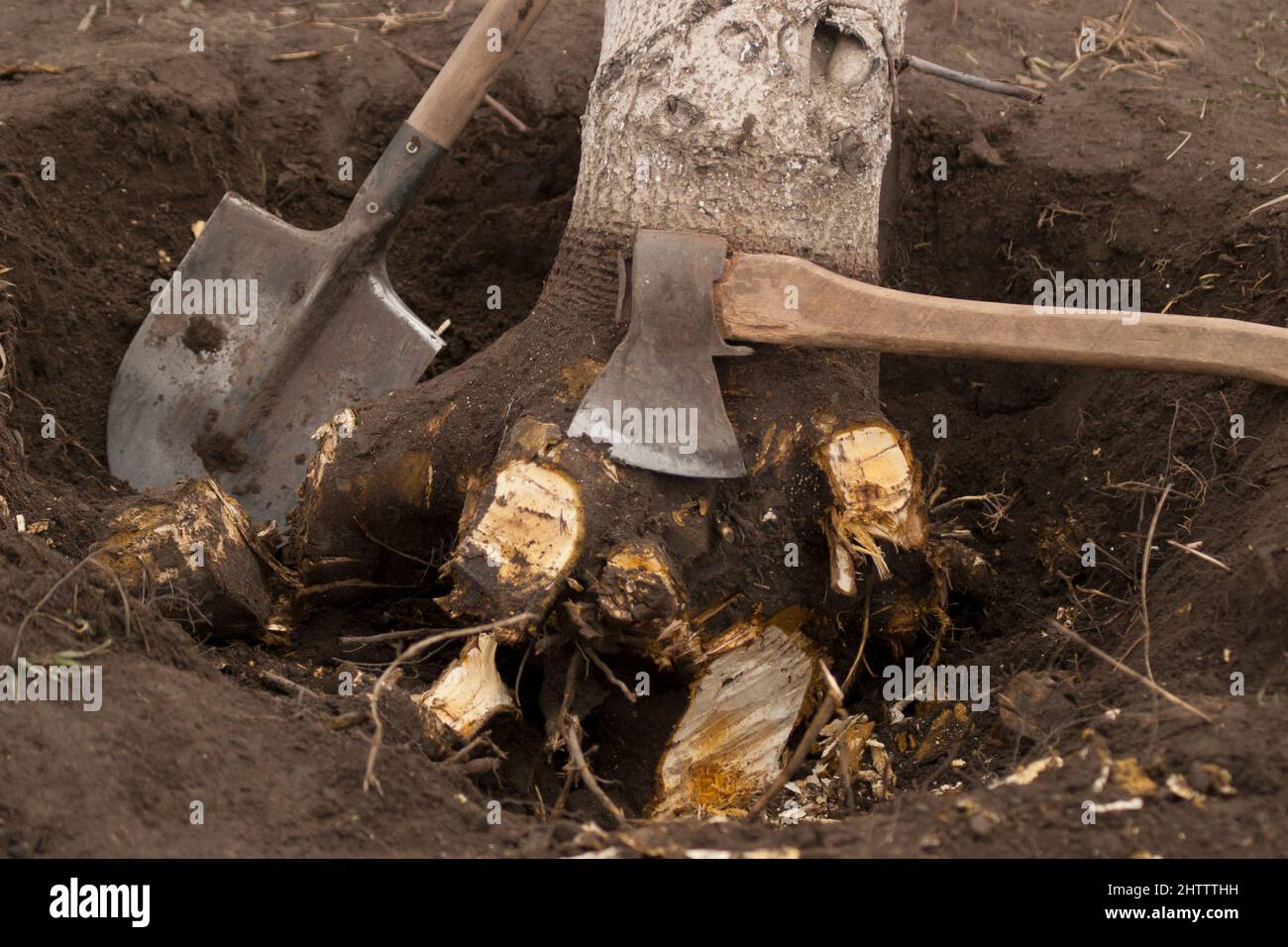 Entwurzelung und Entfernung von Bäumen. Unterminierte Walnussbaum mit gehackten Wurzeln in einem Loch mit einer Axt und einer Schaufel. Nahaufnahme Stockfoto