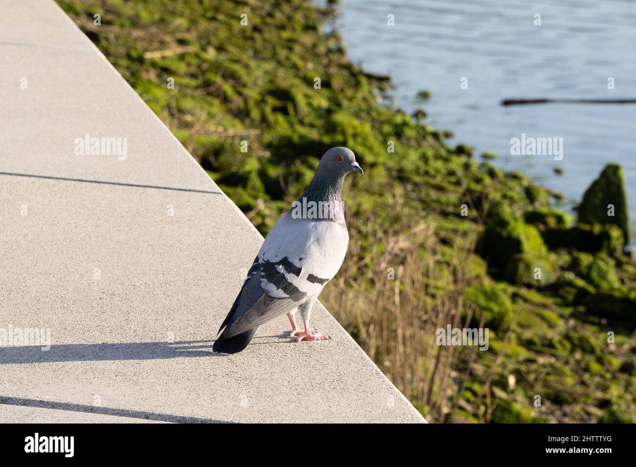 Seitenansicht des Körpers der Felstaube von Angesicht zu Angesicht. Stockfoto