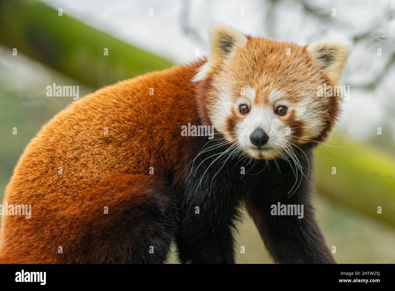 Red Panda (Ailurus fulgens) Porträt in einem britischen Zoo. Niedliches Tier aus dem Himalaya. Stockfoto