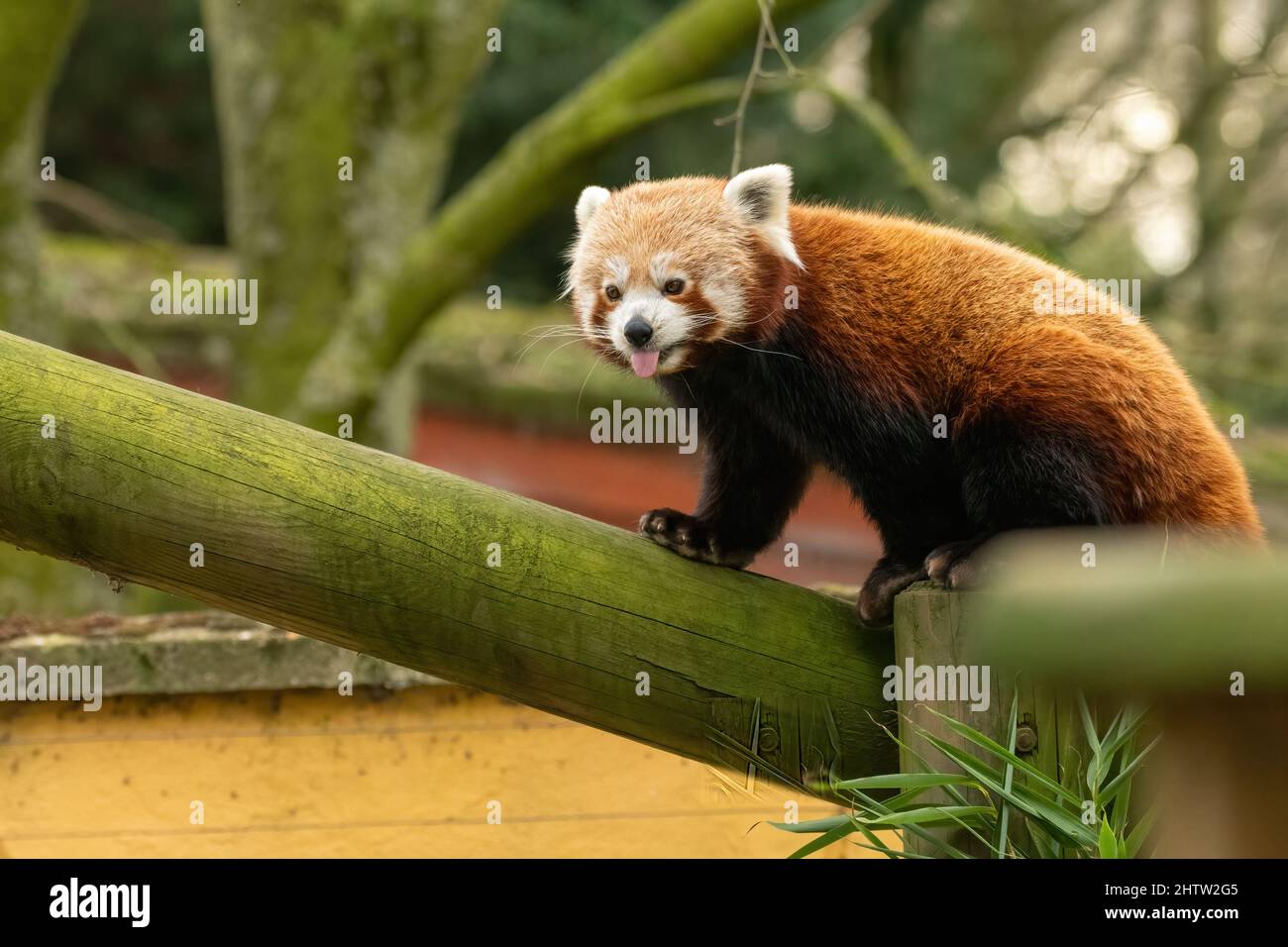 Der rote Panda (Ailurus fulgens) streckt seine Zunge heraus. Niedliches Tier aus dem Himalaya. Stockfoto