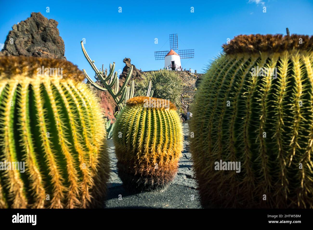 Tropischer Kaktusgarten im Dorf Guatiza, Lanzarote, Kanarische Inseln, Spanien. Stockfoto
