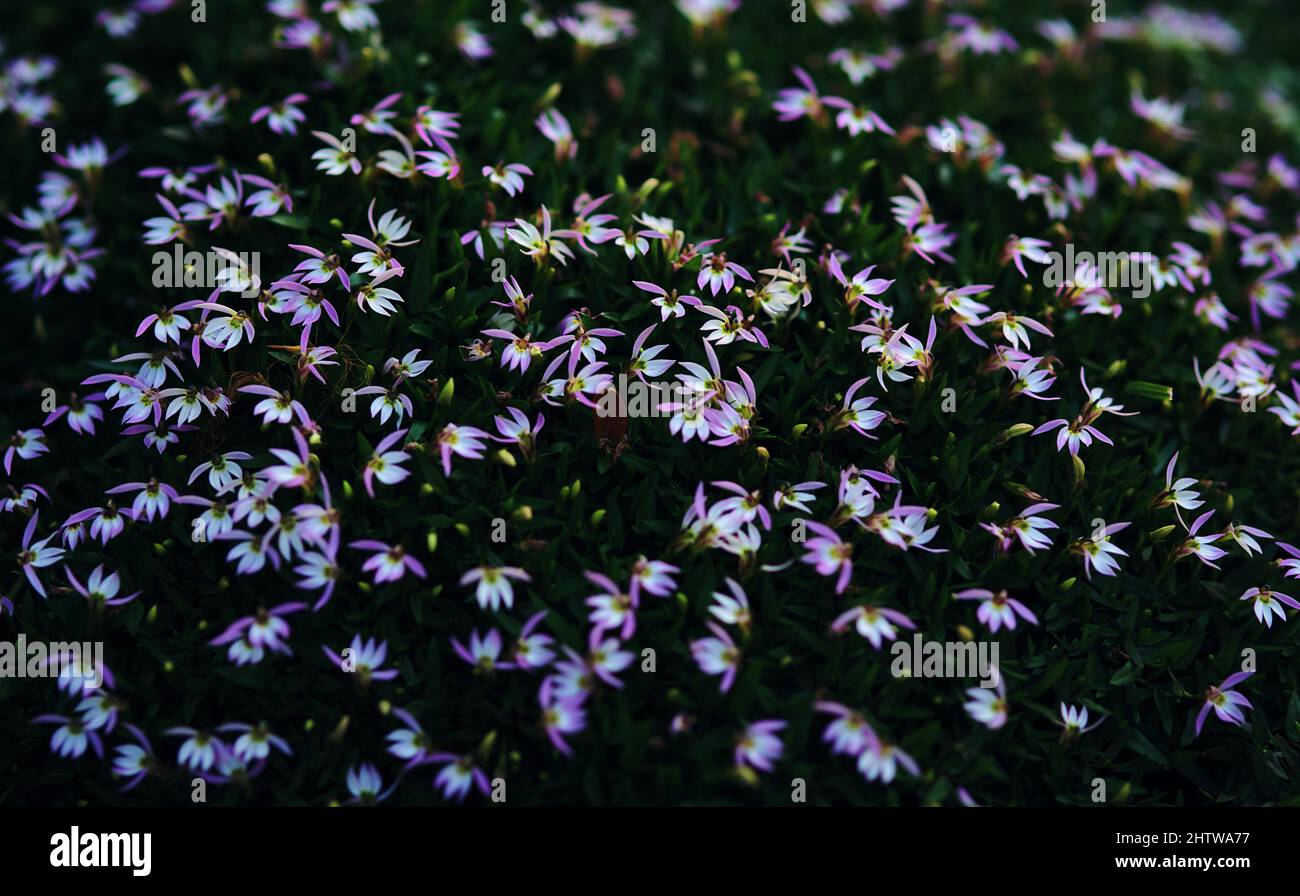 Die winzigen, hellen Blüten mit dunkelgrünen Blättern im Garten Stockfoto