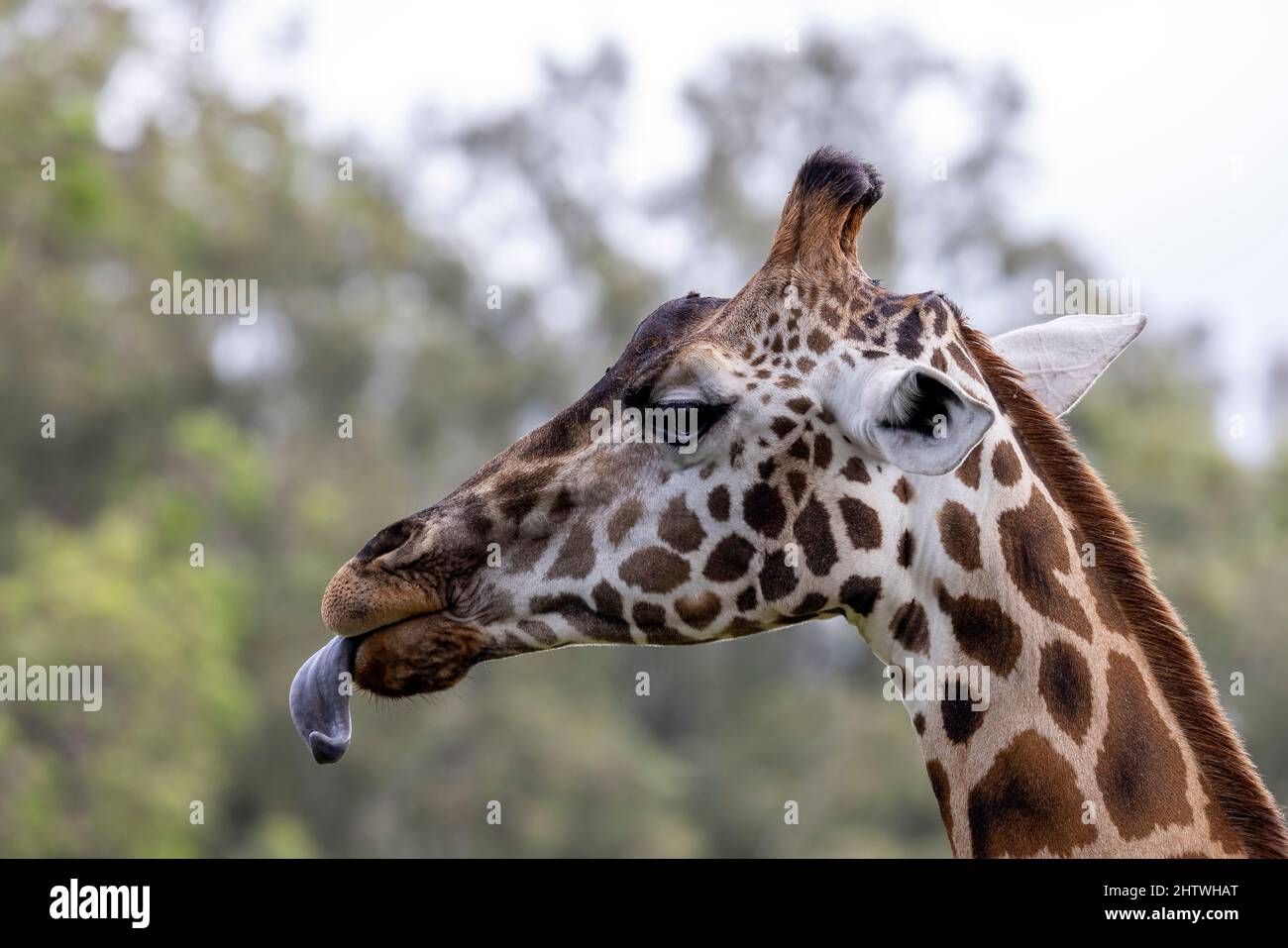 Rothschilds Giraffe mit der Zunge raus Stockfoto