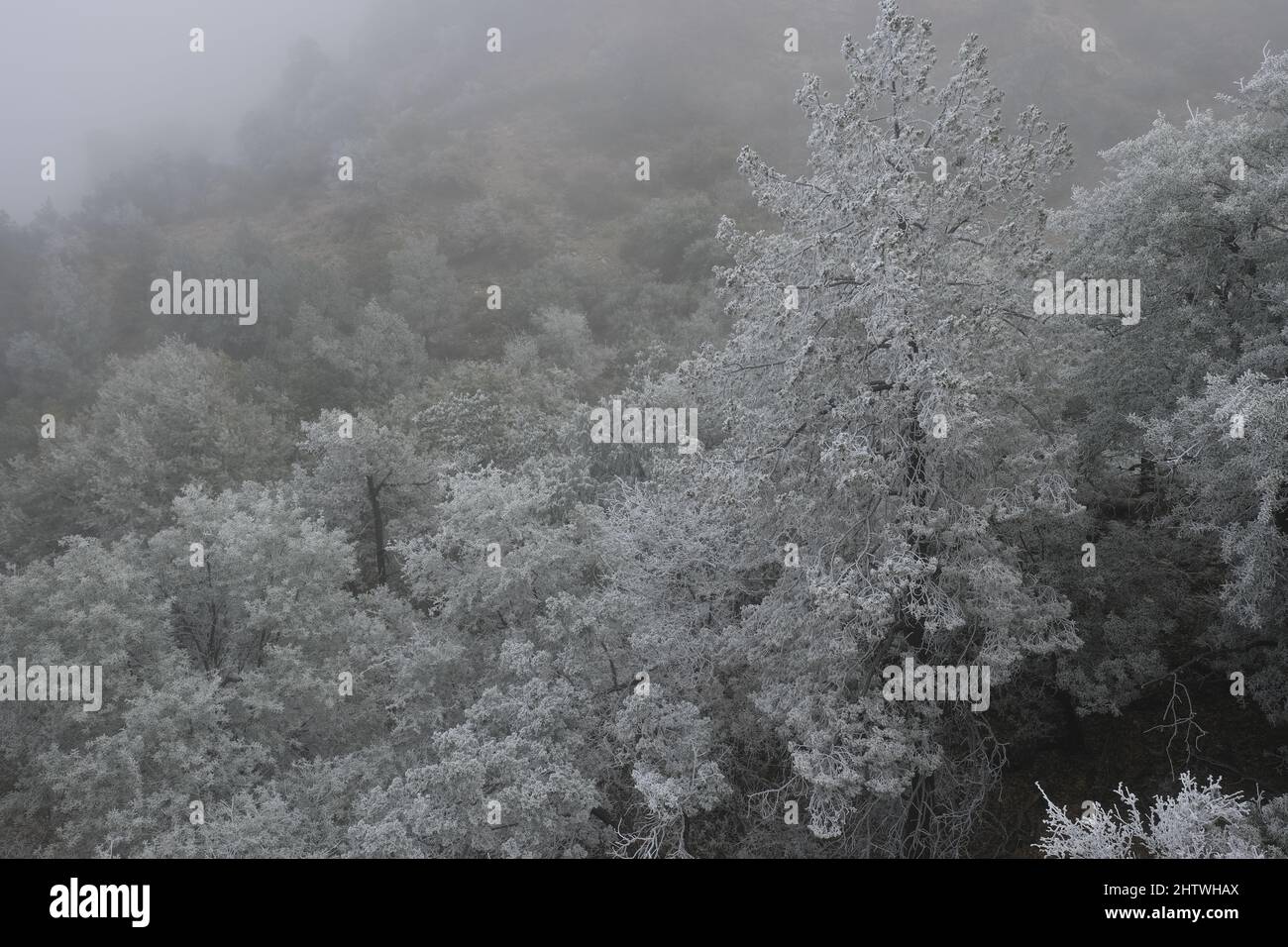 Seltene schneebedeckte Bäume im hohen Wüstenwald Stockfoto