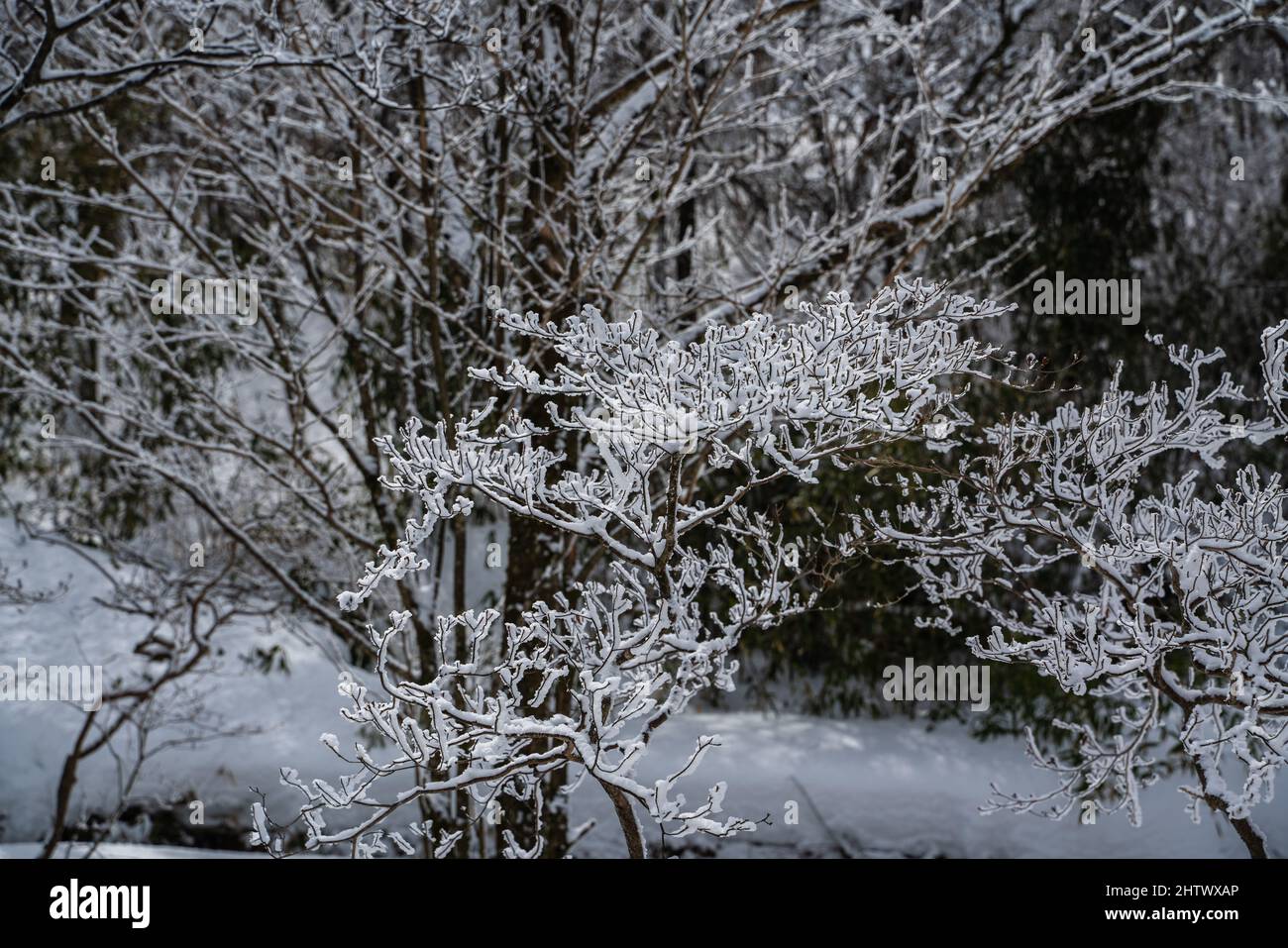 Der Wald im Winter mit Reimen auf den Bergen. Stockfoto