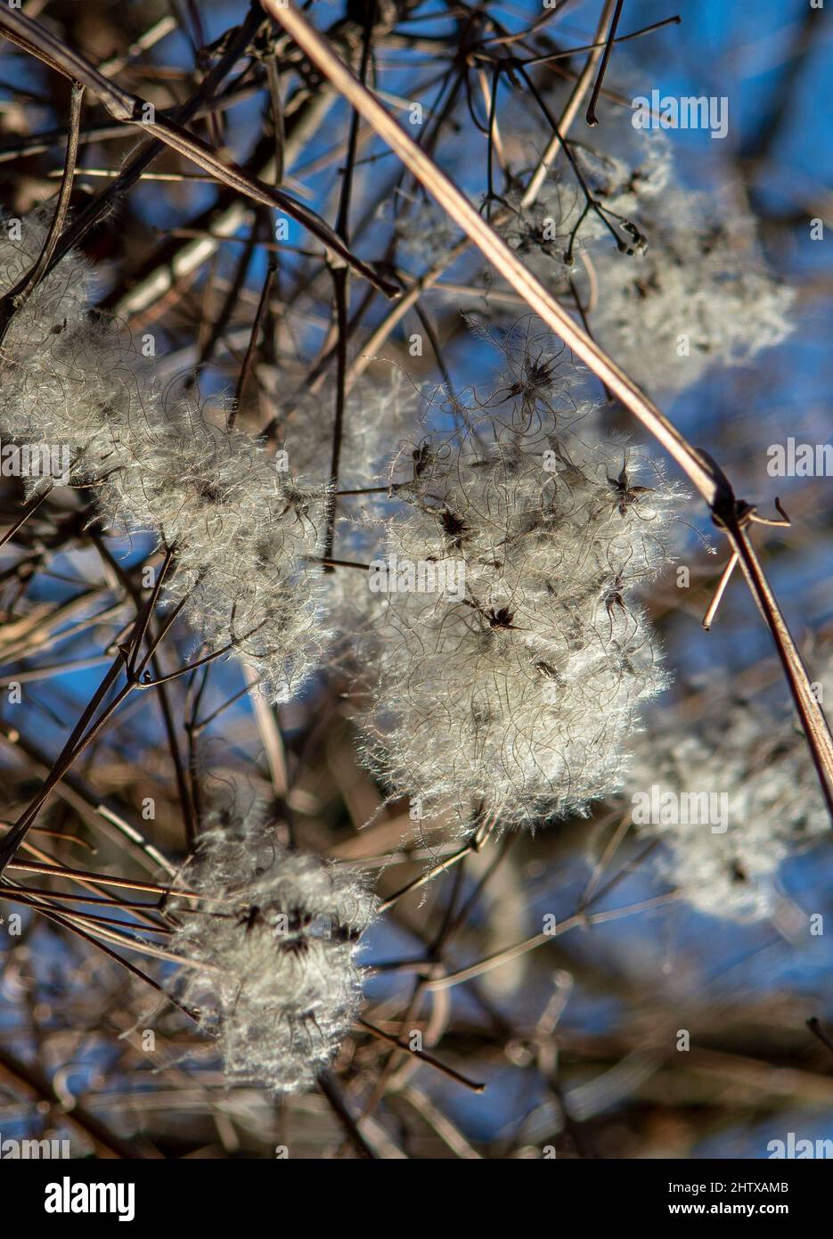 Samenköpfe mit seidigen Anhängern von Clematis vitalba im Winter. Die Pflanze ist auch bekannt als der Bart des alten Mannes oder die Freude des Reisenden. Stockfoto
