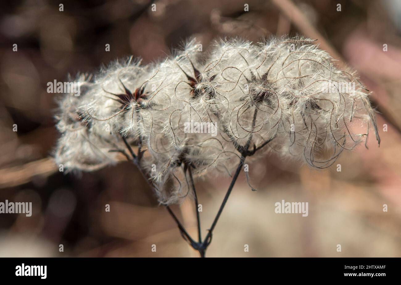 Samenköpfe mit seidigen Anhängern von Clematis vitalba im Winter. Die Pflanze ist auch bekannt als der Bart des alten Mannes oder die Freude des Reisenden. Stockfoto