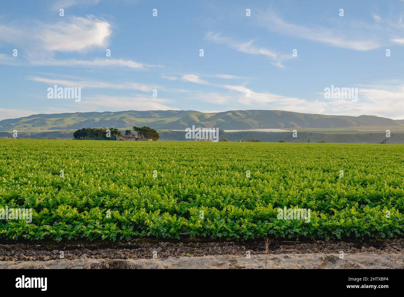 Landwirtschaftliche Feld bei Sonnenuntergang. Sellerie wächst in einem Feld, Santa Barbara County, Kalifornien Stockfoto