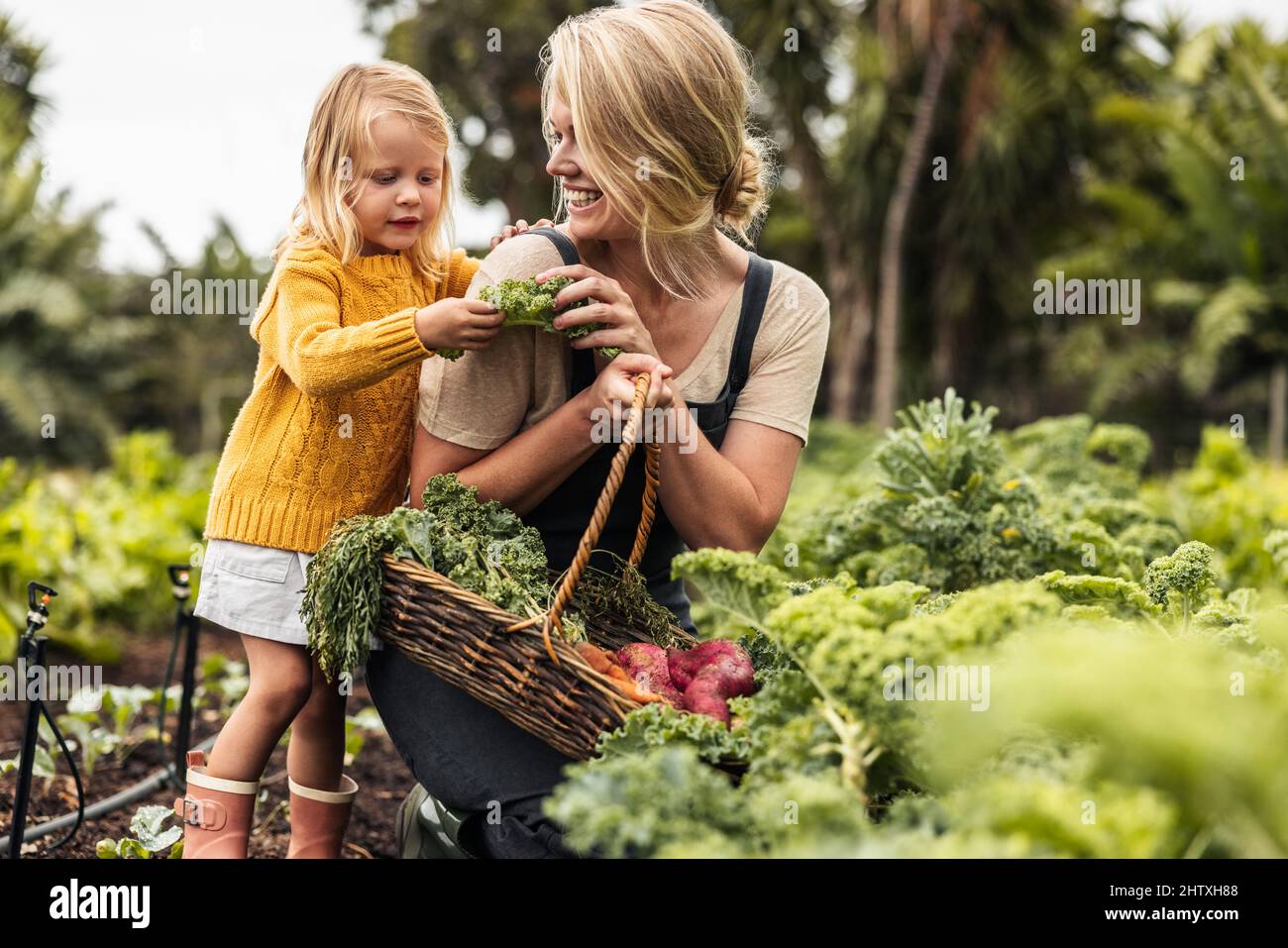 Glückliche alleinerziehende Mutter pflücken frisches Gemüse mit ihrer Tochter. Fröhliche junge Mutter lächelt, während sie ihrer Tochter frischen Grünkohl in einem Bio-mangold zeigt Stockfoto