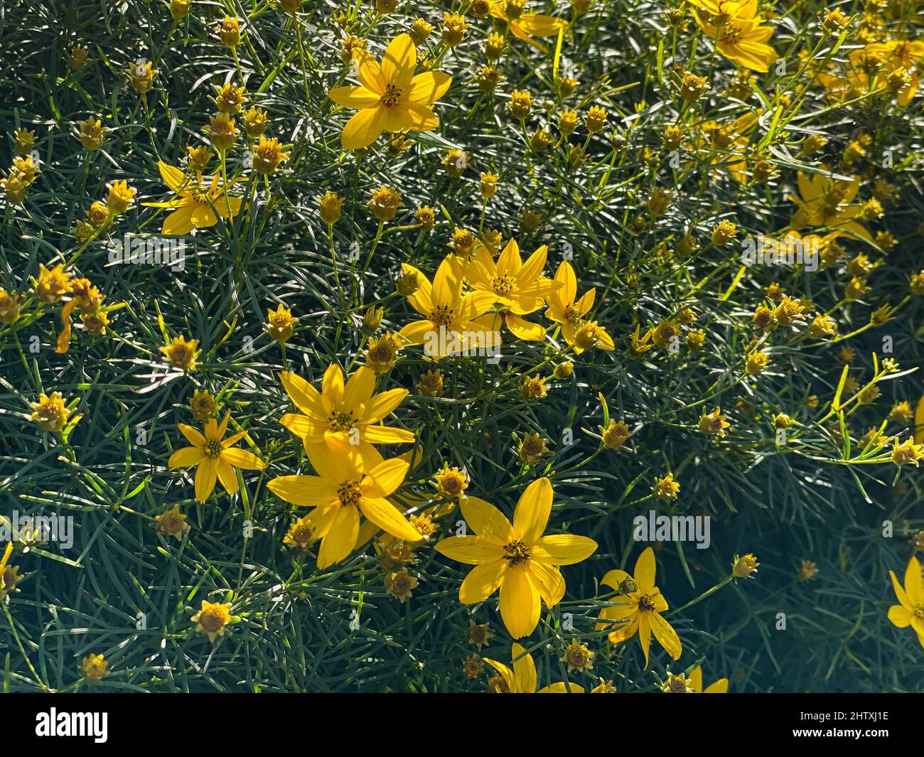 Feld mit Coroopsis verticillata blüht im Sommer Stockfoto