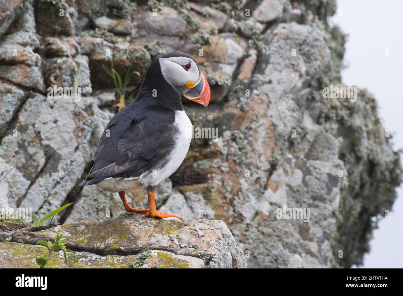 Puffin (Fratercula Arctica), Skomer Island, Wales, Großbritannien Stockfoto