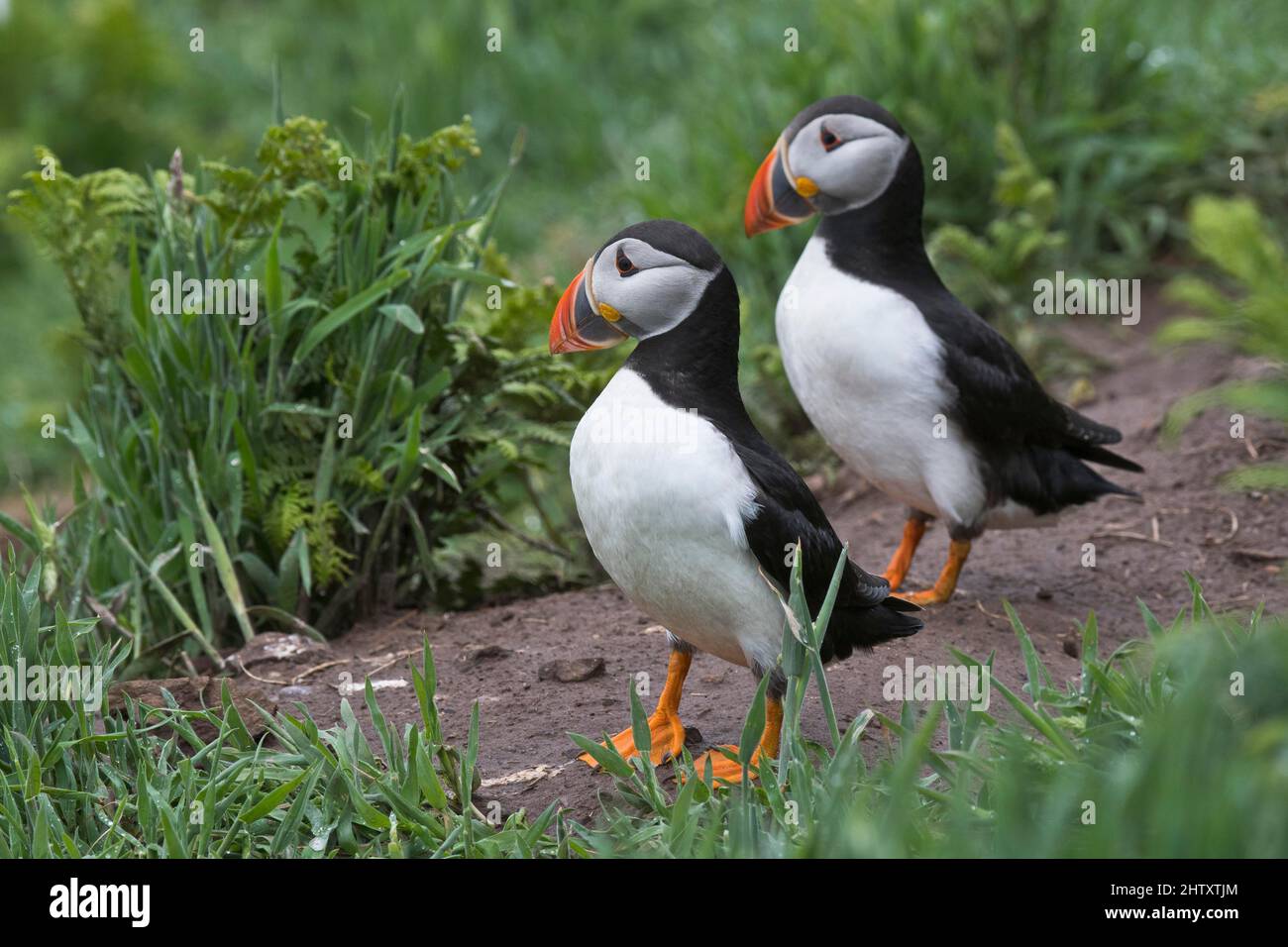 Puffin (Fratercula Arctica), Skomer Island, Wales, Großbritannien Stockfoto