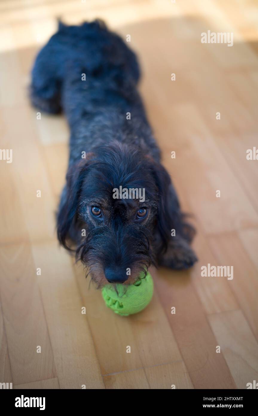 Rauhaariger Dackel, männlich, 1 Jahre, bittet um Ballspiel, Stuttgart, Baden-Württemberg, Deutschland Stockfoto