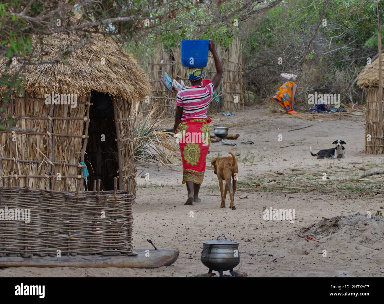 Eine Frau trägt Wasser aus einem nahe gelegenen Fluss in Begleitung eines Hundes aus der Provinz Gaza, Mosambik, zu ihrer Hütte Stockfoto