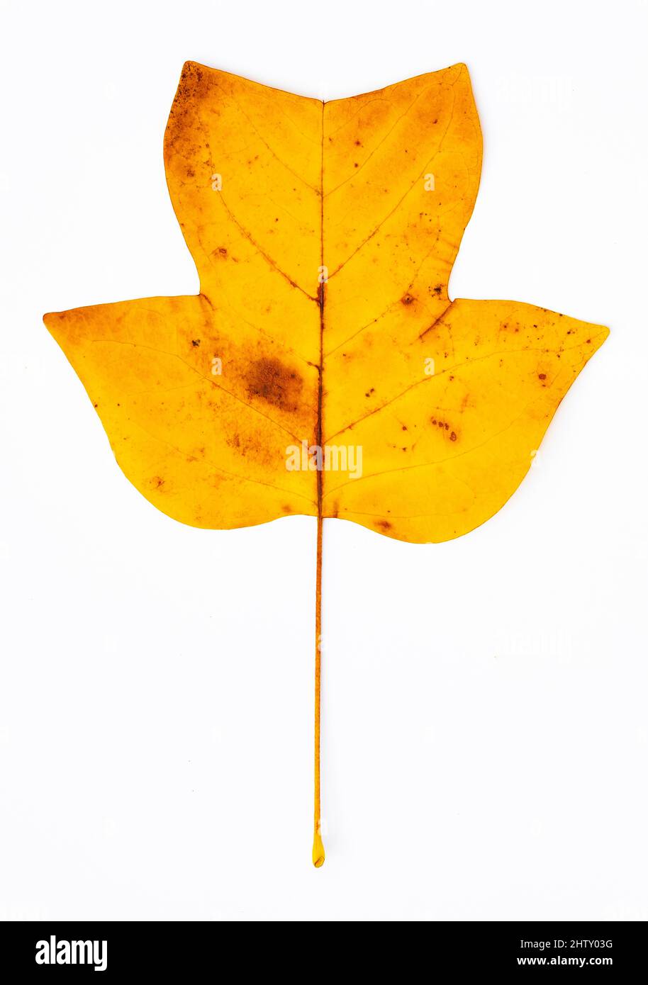 Herbstfarbener Tulpenbaum (Liriodendron tulipifera) Blatt, Tulpenbaum, Magnolienfamilie (Magnoliaceae), weißer Hintergrund, Studioaufnahme Stockfoto