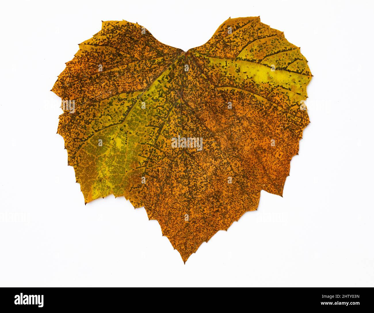 Herbstfarbenes Weinblatt, Vinifera, weißer Hintergrund, Studioaufnahme Stockfoto