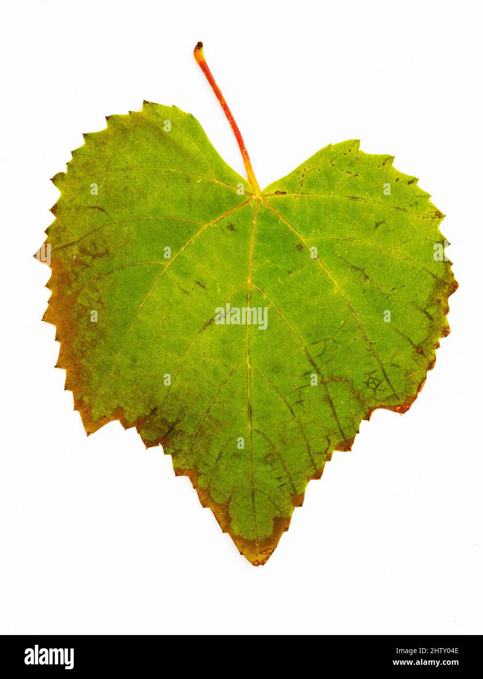 Herbstfarbenes Weinblatt, Vinifera, weißer Hintergrund, Studioaufnahme Stockfoto
