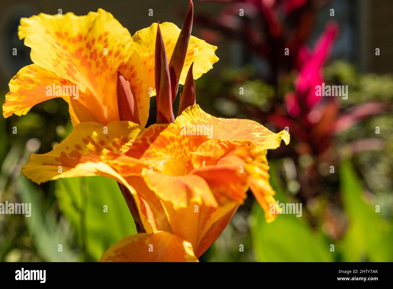 Wunderschöne Canna-Lilien schmücken den Vorgarten eines Hauses in Ponte Vedra Beach, Florida. (USA) Stockfoto