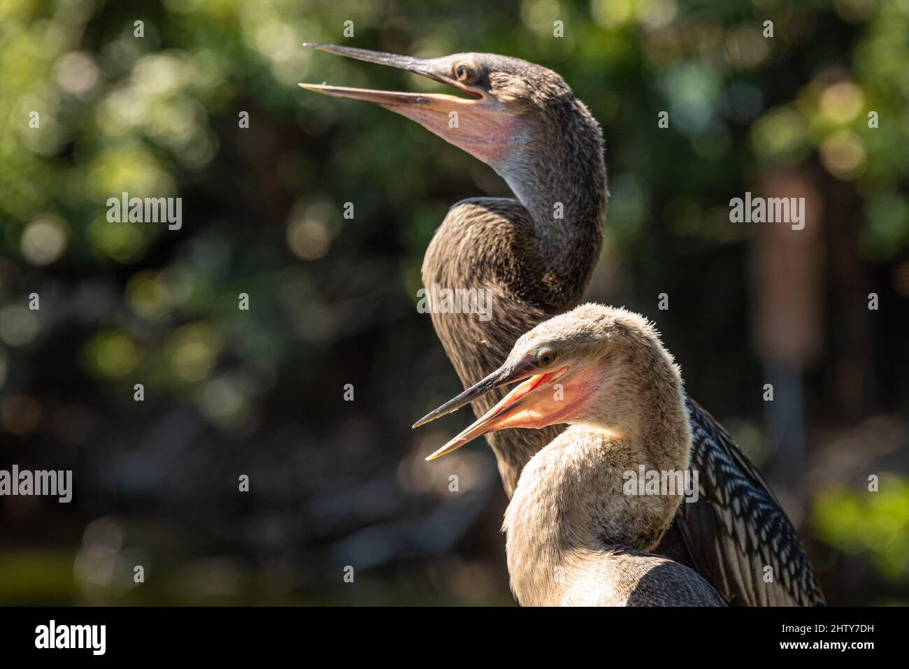 Nahaufnahme eines sonnenbeschwingten Anhinga (Anhinga anhinga)-Paares im Bird Island Park in Ponte Vedra Beach, Florida. (USA) Stockfoto