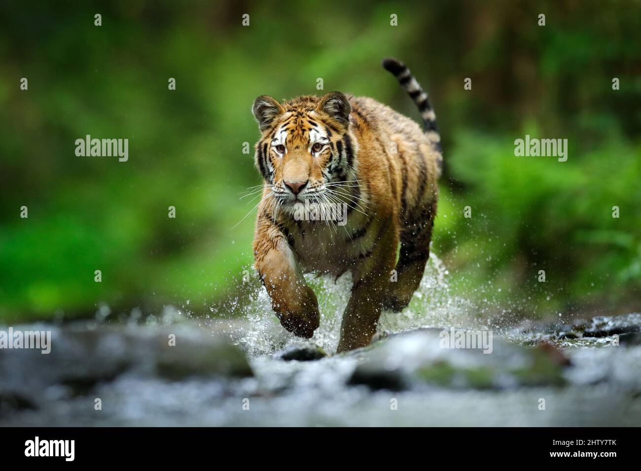 Tiger läuft im Wasser, Sibirien. Gefährliches Tier, tajga, Russland. Tier im grünen Waldbach. Sibirischer Tiger spritzt Wasser. Große Pfote in der wa Stockfoto
