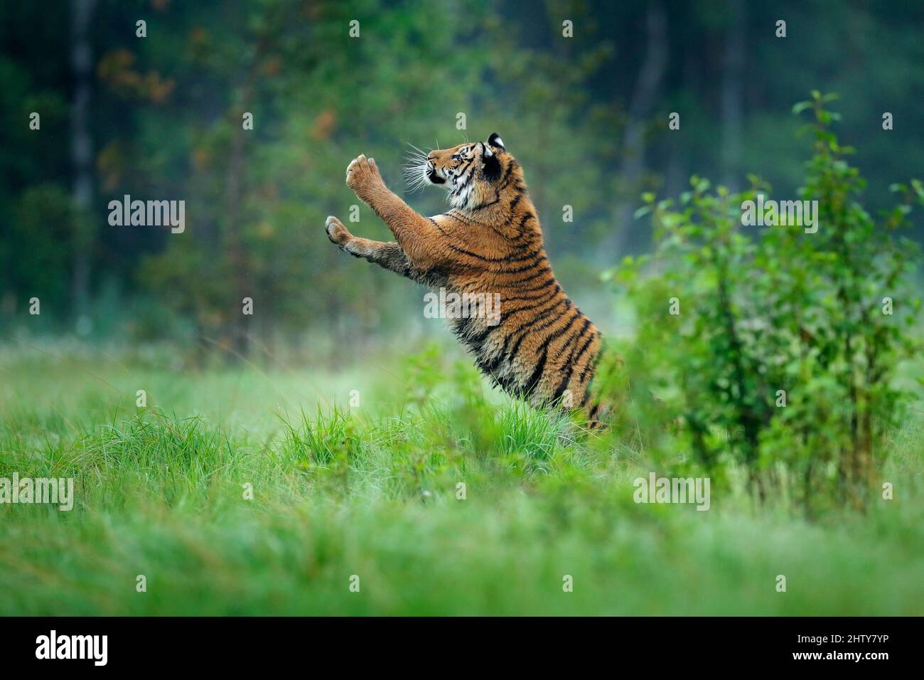 Sibirischer Tiger im Naturwald Lebensraum, nebliger Morgen. Amur Tiger spielt mit Lärche im grünen Gras. Gefährliches Tier, Taiga, Russland. Große Katze in Stockfoto