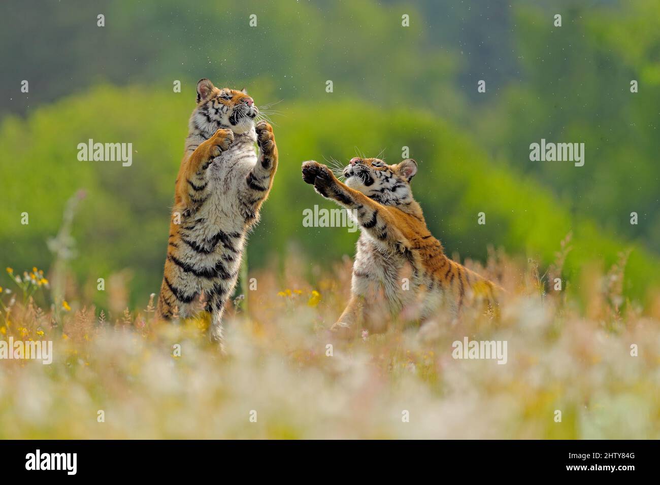 Tiger kämpfen im grünen weißen Baumwollgras. Gefährliches Tier, Taiga,  Russland. Große Katze sitzt in der Umgebung. Zwei wilde Katzen spielen in  der Natur der Tierwelt. Siberi Stockfotografie - Alamy