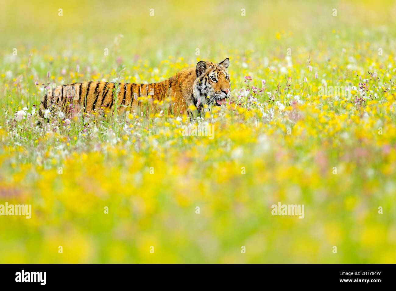 Blumenwiese mit Tiger. Amur-Tiger gehen im Baumwollgras. Blühende Wiese mit gefährlichen Tieren. Wildtiere aus dem Sommer Russland. Große Katze im Natu Stockfoto