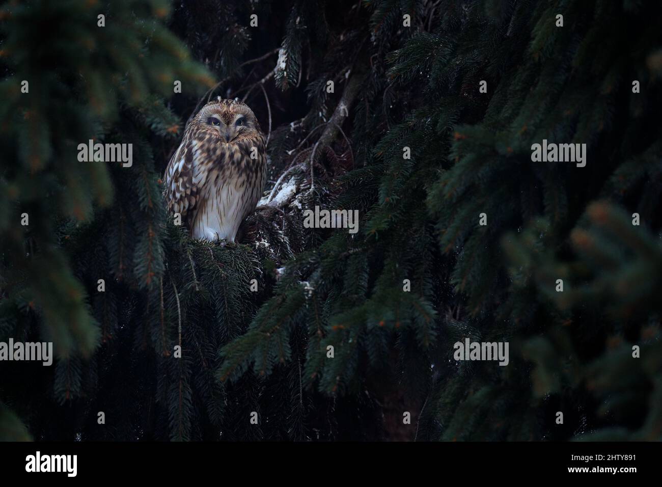 Kurzohreule, ASIO flammeus, sitzt auf der Fichte. Vogel auf der Fichte. Tier im Lebensraum. Eule tagsüber im Lebensraum. Stockfoto