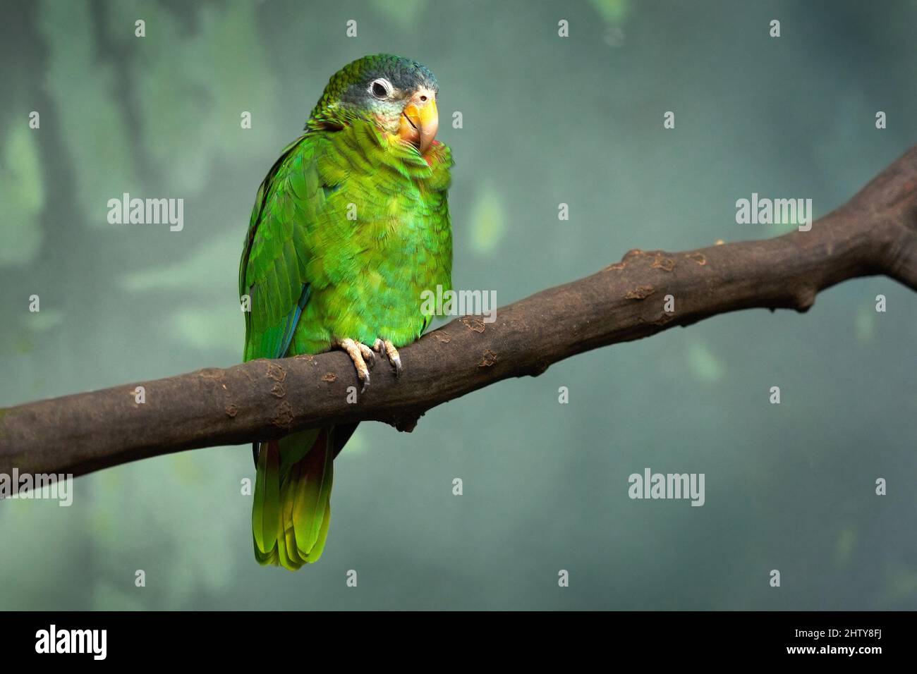 Gelbschnabeliger jamaikanischer amazonas, Amazona collaria, grüner Papagei, der auf dem Ast im natürlichen Lebensraum Jamaika sitzt. Vogel in der grünen Vegetation, Ende Stockfoto