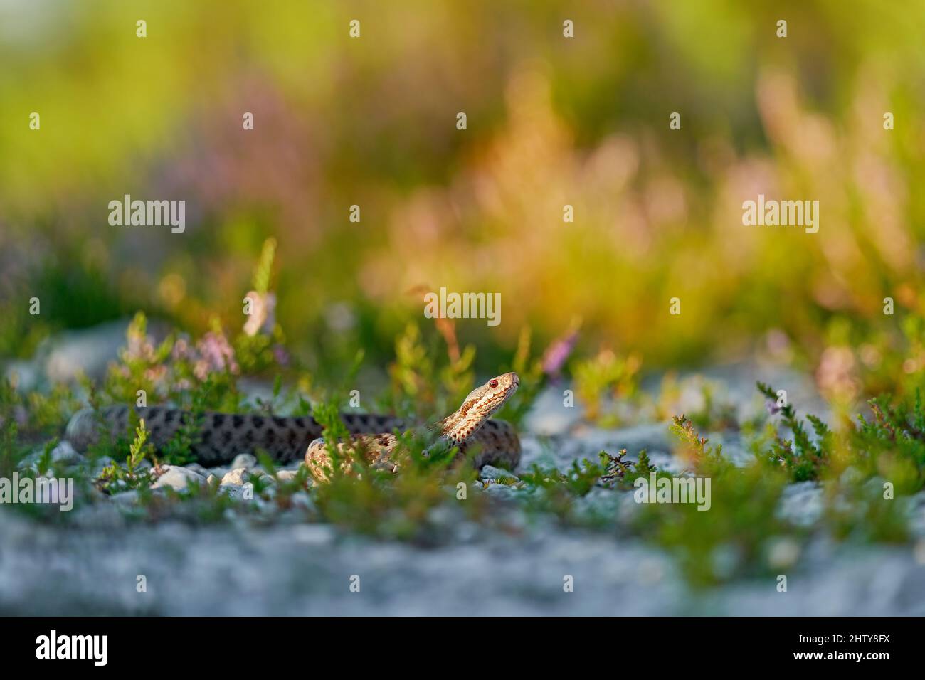 Vipera berus, Europäische Adder, schöne Schlange in der Natur Lebensraum. Viper mit Abendlicht in der Heidepflanze. Schlange mit roten Augen, Brdy Mountain Stockfoto