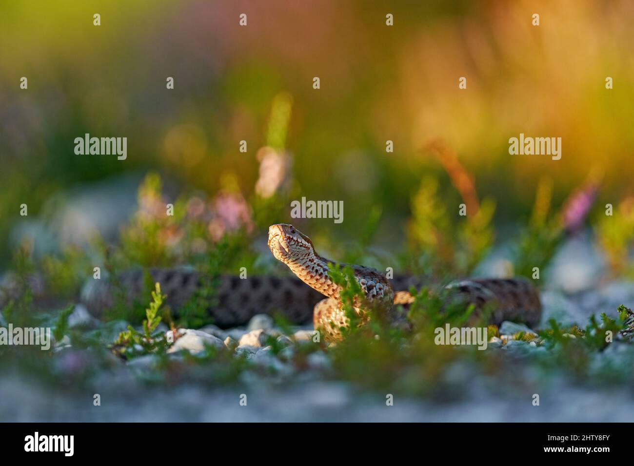 Vipera berus, Europäische Adder, schöne Schlange in der Natur Lebensraum. Viper mit Abendlicht in der Heidepflanze. Schlange mit roten Augen, Brdy Mountain Stockfoto