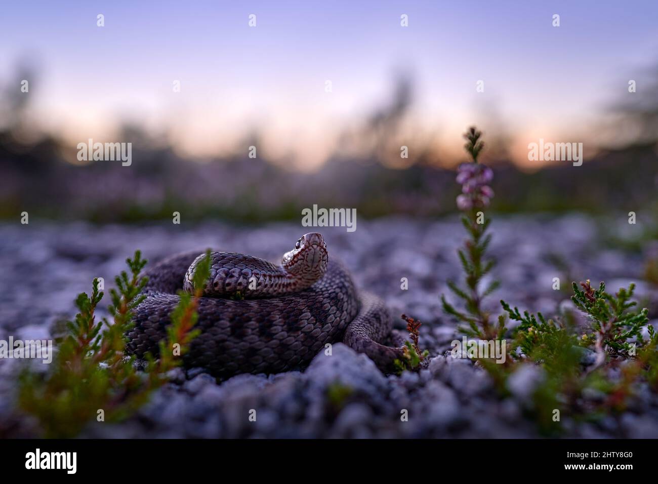 Vipera berus, Europäische Adder, schöne Schlange in der Natur Lebensraum. Viper mit Abendlicht in der Heidepflanze. Schlange mit roten Augen, Brdy Mountain Stockfoto