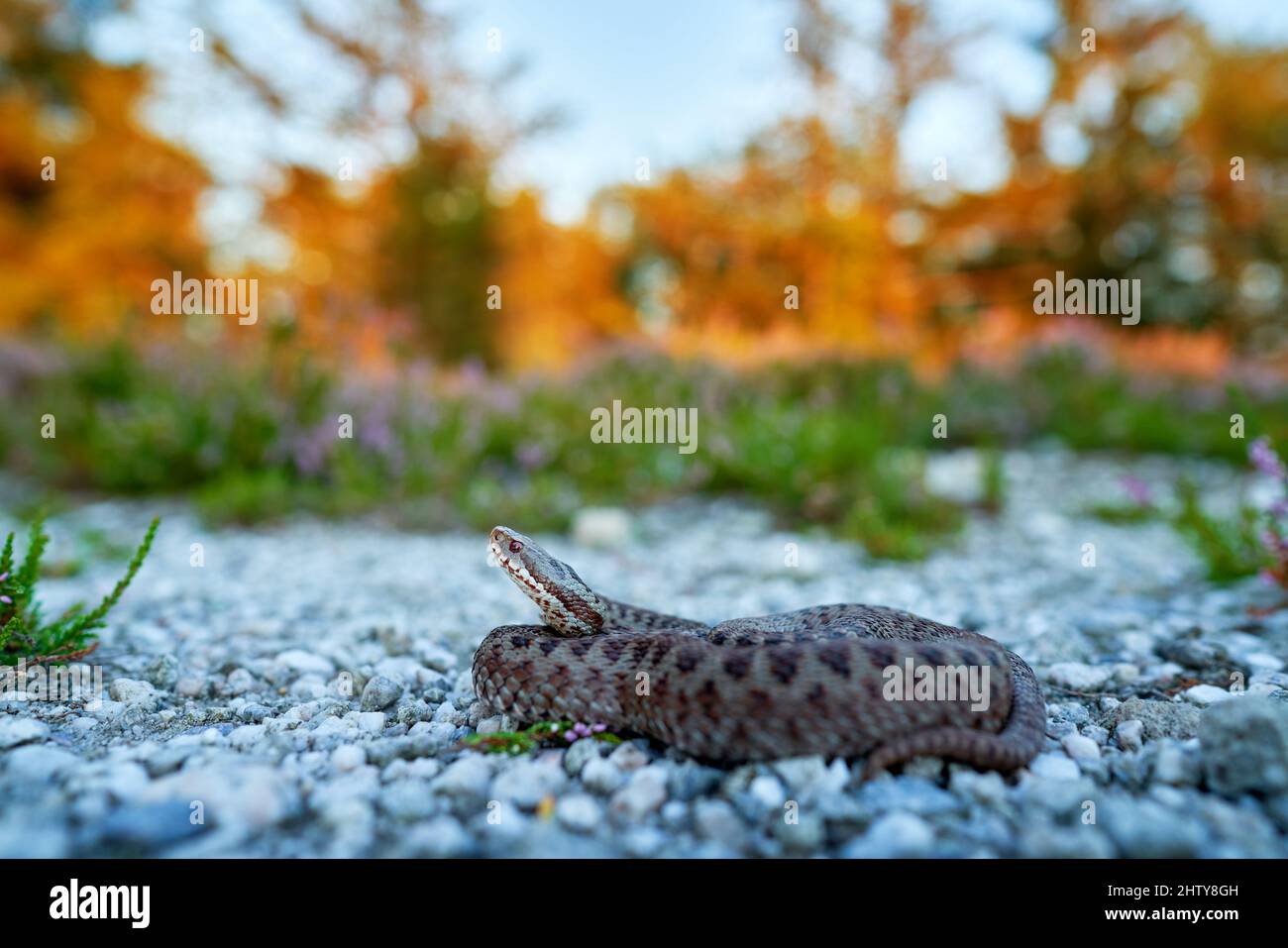 Vipera berus, Europäische Adder, schöne Schlange in der Natur Lebensraum. Viper mit Abendlicht in der Heidepflanze. Schlange mit roten Augen, Brdy Mountain Stockfoto