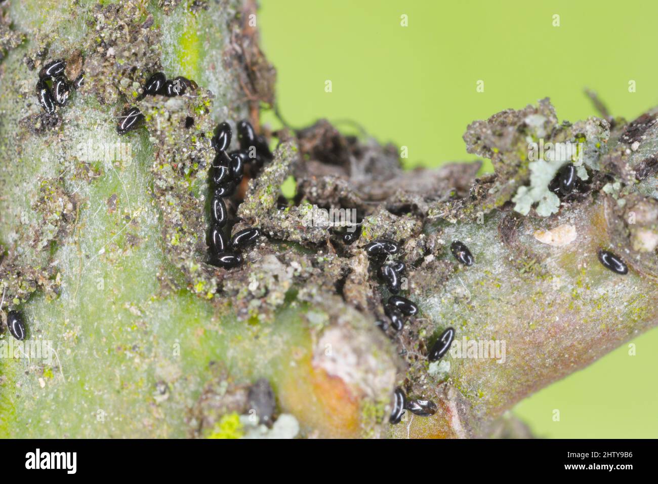 Überwintern von Blatteiern (Blattläuse, Aphs fabae) auf Spindelzweigen (Euonymus). Stockfoto