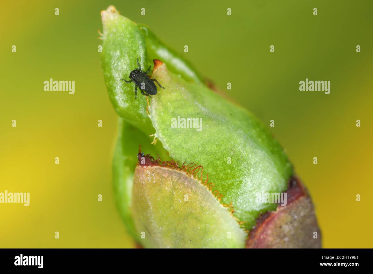 Junge Blattläuse ( (schwarze Bohnenaphiden, Aphs fabae) schlüpften aus Eiern, die auf Spindel überwintern (Euonymus). Stockfoto