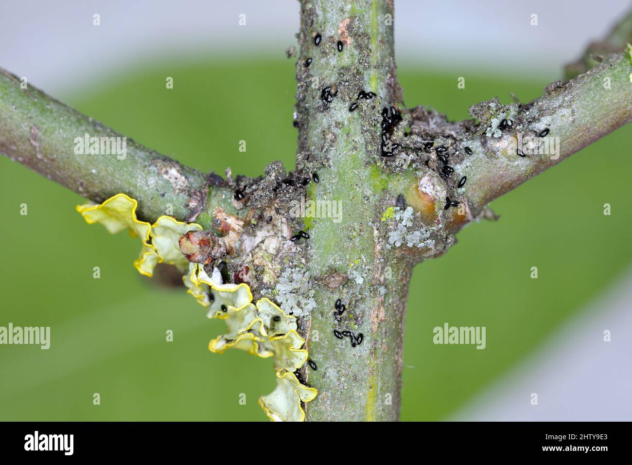 Überwintern von Blatteiern (Blattläuse, Aphs fabae) auf Spindelzweigen (Euonymus). Stockfoto