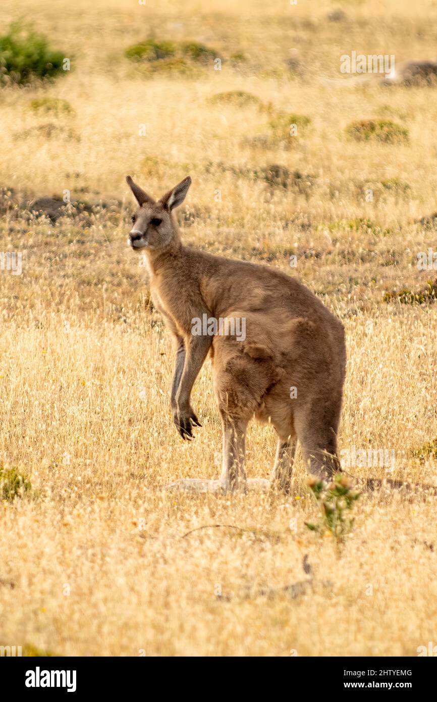 Forester Kangaroo, Macropus giganteus tasmaniensis auf Maria Island, Tasmanien, Australien Stockfoto