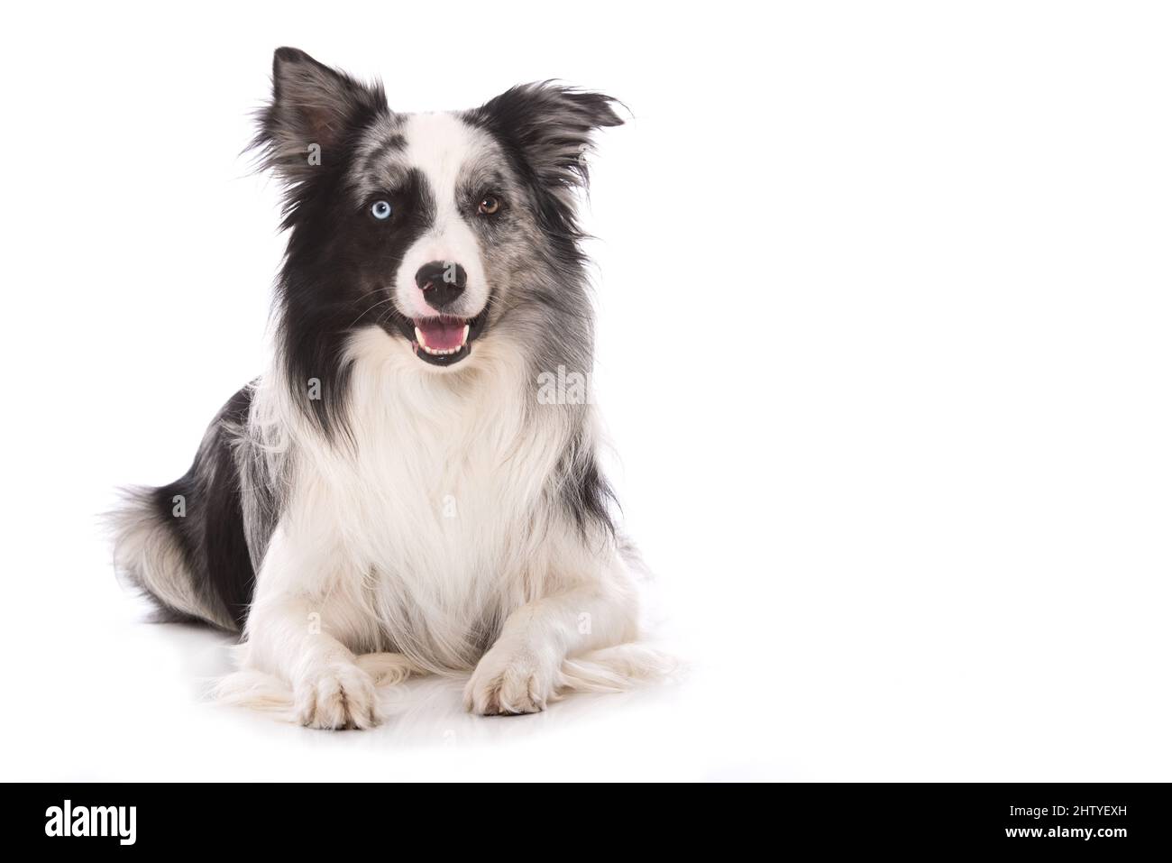Border Collie Hund isoliert auf weißem Hintergrund Stockfoto