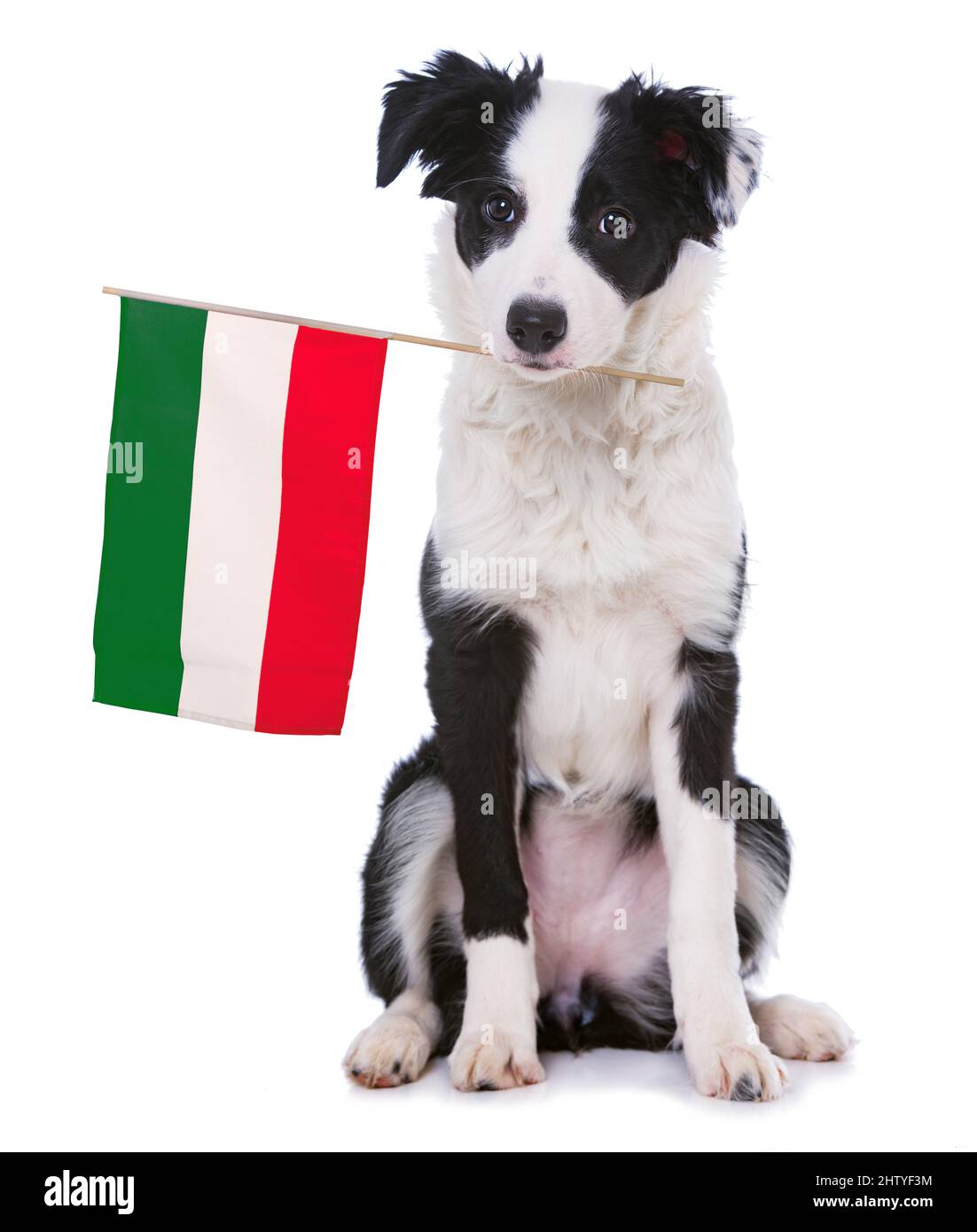 Border Collie Hund hält italienische Flagge in seinem Mund isoliert auf weißem Hintergrund Stockfoto