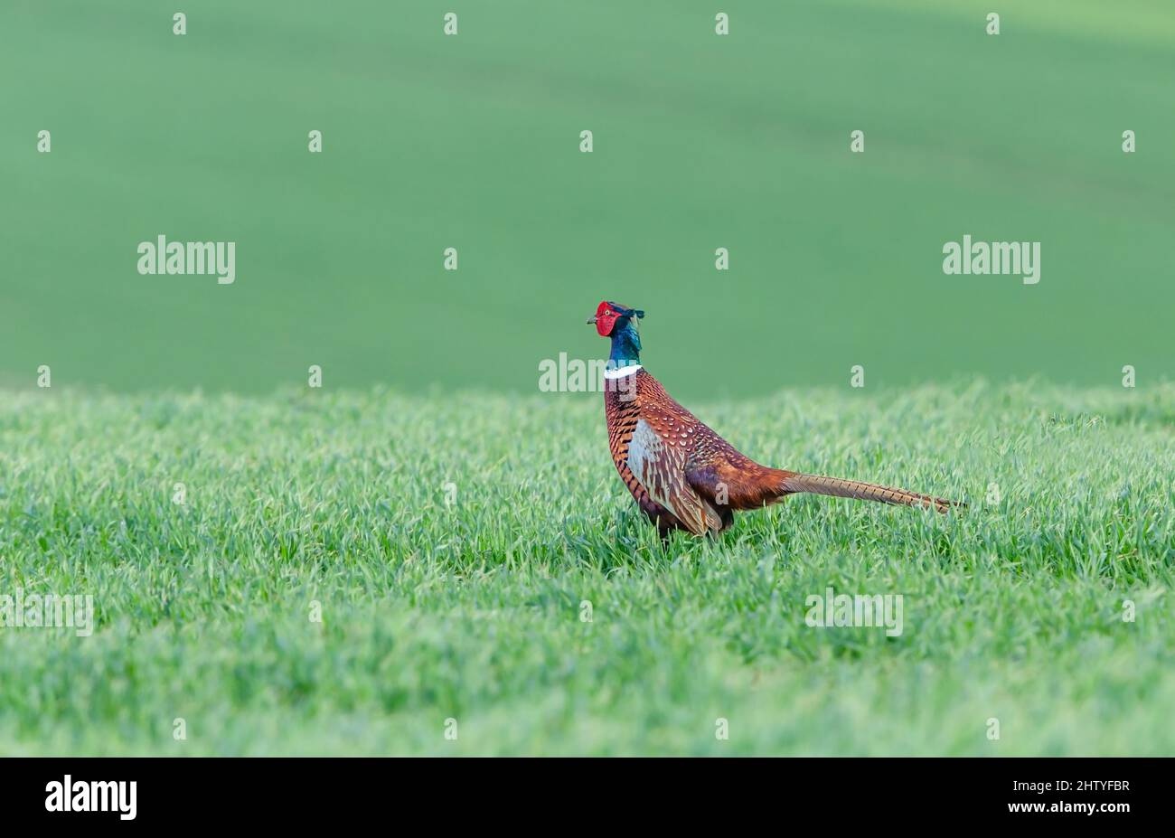 Der Bauer im Frühling. Farbenfrohe männliche, ringhalsige oder gewöhnliche, im natürlichen Farmland-Habitat hintergebliehene, faasante Tiere. Sauberer, grüner Hintergrund. Wissenschaftlich n Stockfoto
