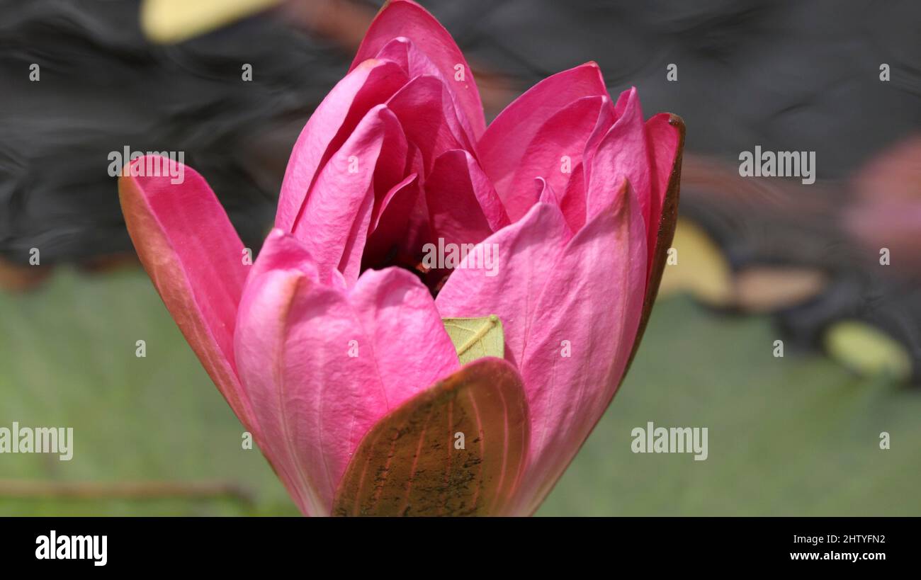 Frisch blühende Lotusblume. Auf unscharfen Hintergründen Stockfoto